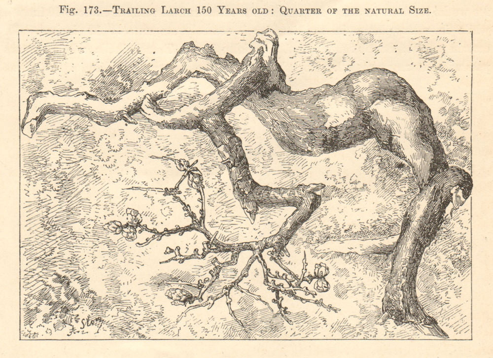 Trailing Larch 150 Years old. Larix Daurica Sibirica, Siberia, Russia 1885